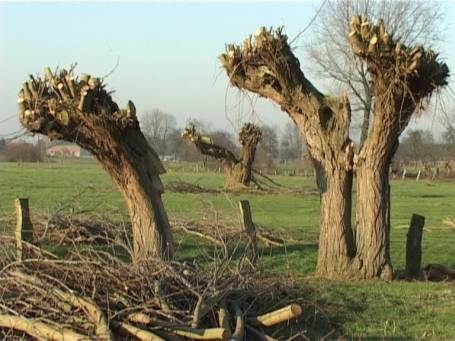 Am Niederrhein : Frisch geschnittene Kopfweiden